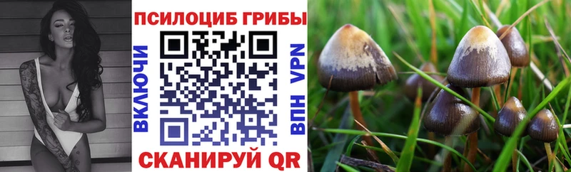 дарнет шоп  Ивантеевка  shop официальный сайт  Псилоцибиновые грибы ЛСД 